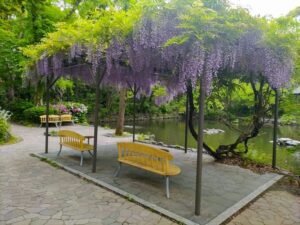 熱田神宮、藤棚、6月の夏の花、名古屋市熱田区の観光・撮影スポットの名所