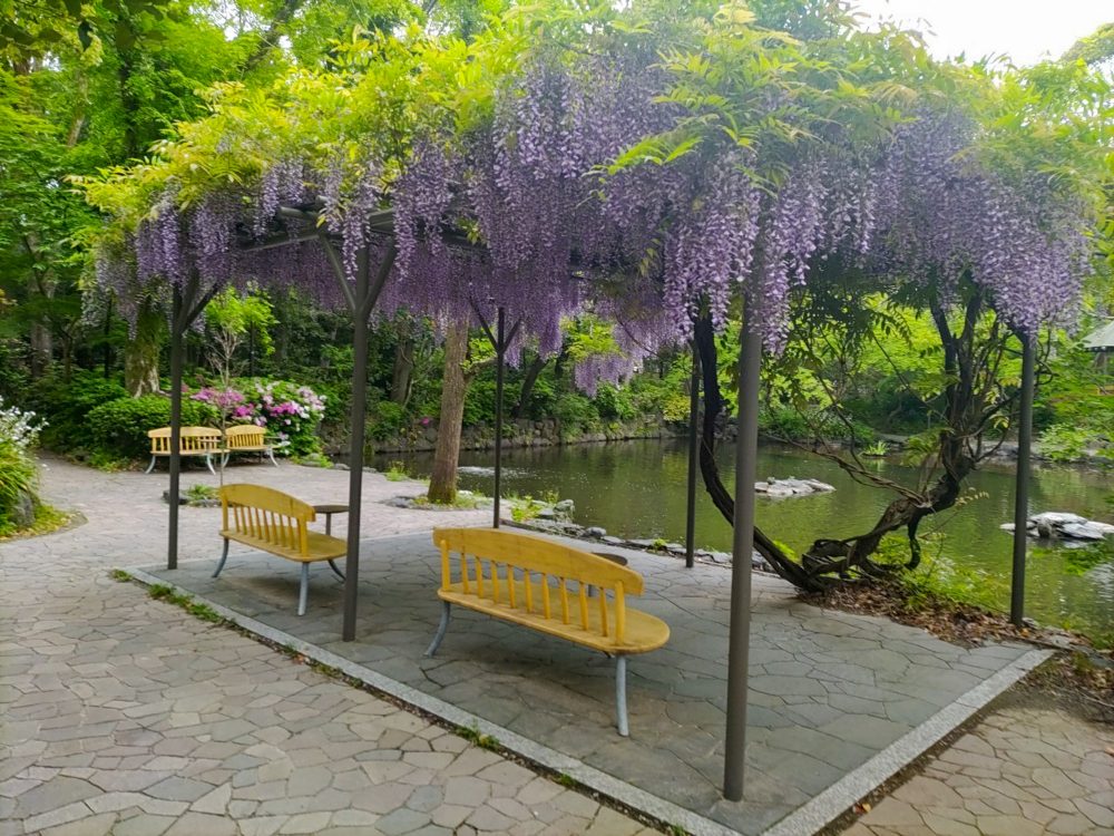 熱田神宮、藤棚、6月の夏の花、名古屋市熱田区の観光・撮影スポットの名所