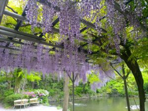 熱田神宮、藤棚、6月の夏の花、名古屋市熱田区の観光・撮影スポットの名所
