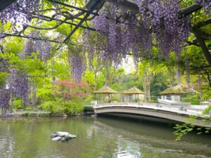 熱田神宮、藤棚、6月の夏の花、名古屋市熱田区の観光・撮影スポットの名所