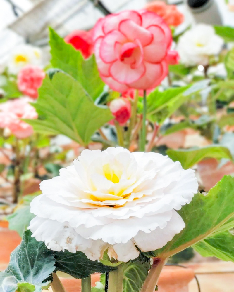 なばなの里、ベゴニアガーデン、5月夏の花、三重県桑名市の観光・撮影スポットの名所