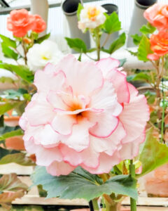 なばなの里、ベゴニアガーデン、5月夏の花、三重県桑名市の観光・撮影スポットの名所