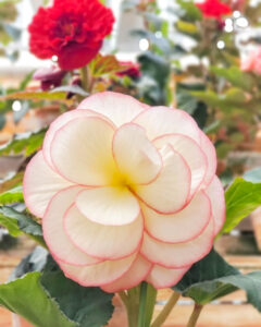 なばなの里、ベゴニアガーデン、5月夏の花、三重県桑名市の観光・撮影スポットの名所
