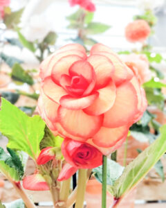 なばなの里、ベゴニアガーデン、5月夏の花、三重県桑名市の観光・撮影スポットの名所