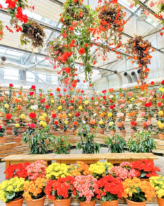 なばなの里、ベゴニアガーデン、5月夏の花、三重県桑名市の観光・撮影スポットの名所
