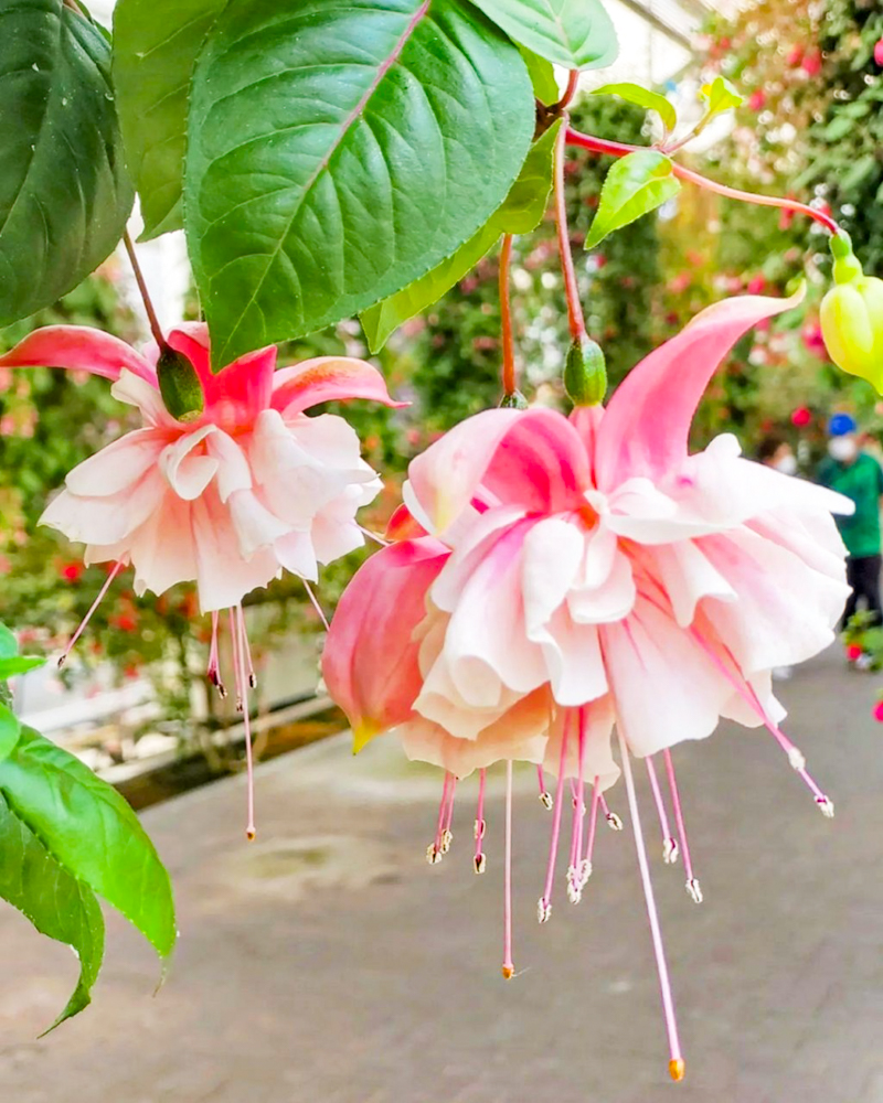 なばなの里、ベゴニアガーデン、5月夏の花、三重県桑名市の観光・撮影スポットの名所