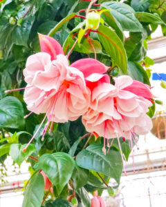 なばなの里、ベゴニアガーデン、5月夏の花、三重県桑名市の観光・撮影スポットの名所