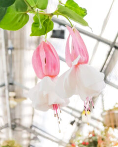 なばなの里、ベゴニアガーデン、5月夏の花、三重県桑名市の観光・撮影スポットの名所