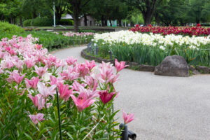 千種公園、ユリ園、6月夏の花、名古屋市千種区の観光・撮影スポットの画像と写真