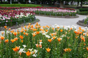 千種公園、ユリ園、6月夏の花、名古屋市千種区の観光・撮影スポットの画像と写真