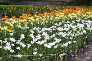 千種公園、ユリ園、6月夏の花、名古屋市千種区の観光・撮影スポットの画像と写真