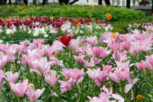 千種公園、ユリ園、6月夏の花、名古屋市千種区の観光・撮影スポットの画像と写真
