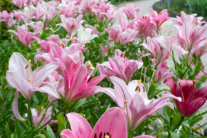 千種公園、ユリ園、6月夏の花、名古屋市千種区の観光・撮影スポットの画像と写真
