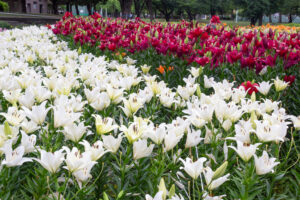 千種公園、ユリ園、6月夏の花、名古屋市千種区の観光・撮影スポットの画像と写真