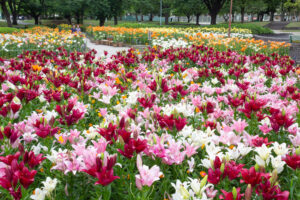 千種公園、ユリ園、6月夏の花、名古屋市千種区の観光・撮影スポットの画像と写真