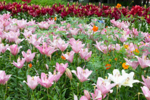 千種公園、ユリ園、6月夏の花、名古屋市千種区の観光・撮影スポットの画像と写真