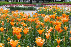 千種公園、ユリ園、6月夏の花、名古屋市千種区の観光・撮影スポットの画像と写真