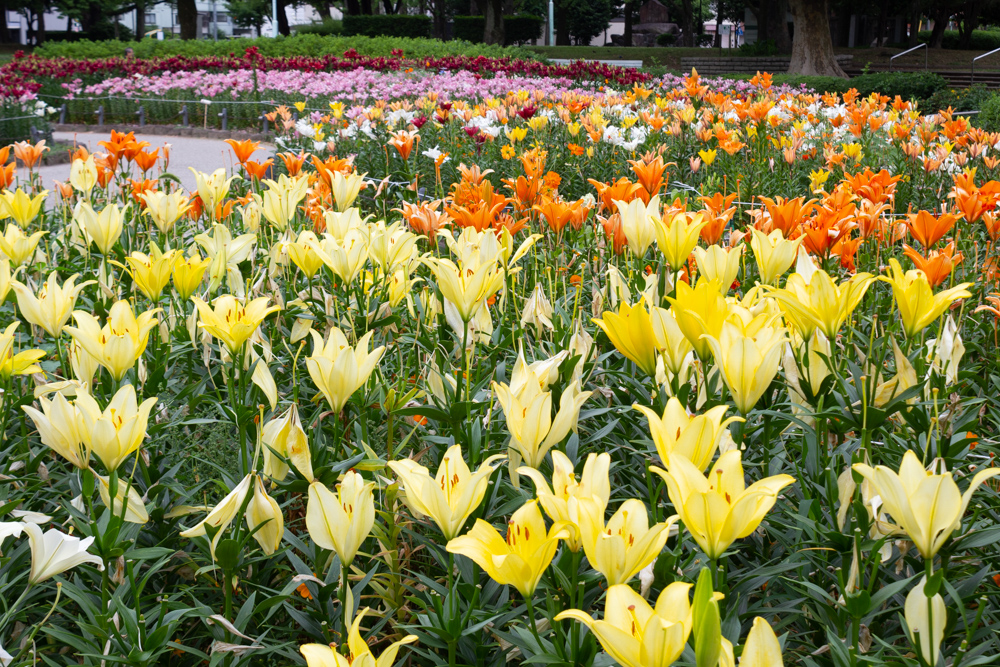 千種公園、ユリ園、6月夏の花、名古屋市千種区の観光・撮影スポットの画像と写真