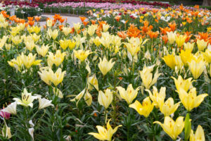千種公園、ユリ園、6月夏の花、名古屋市千種区の観光・撮影スポットの画像と写真