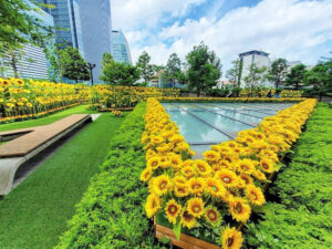 大名古屋ビルヂング、ひまわり、7月夏、名古屋市中村区の観光・撮影スポットの画像と写真