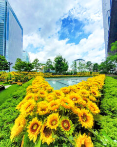 大名古屋ビルヂング、ひまわり、7月夏、名古屋市中村区の観光・撮影スポットの画像と写真