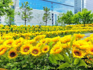 大名古屋ビルヂング、ひまわり、7月夏、名古屋市中村区の観光・撮影スポットの画像と写真
