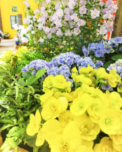 安城産業文化公園 デンパーク、6月の夏の花、愛知県安城市の観光・撮影スポットの画像と写真