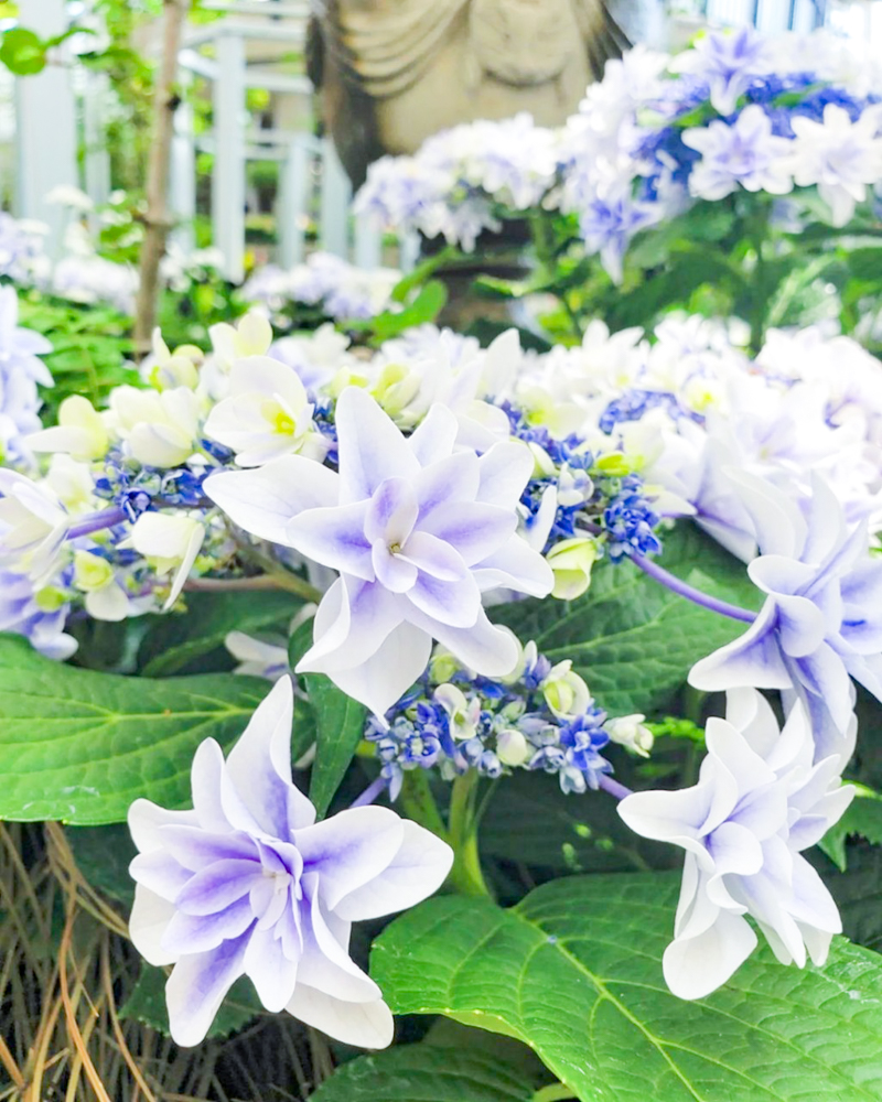 安城産業文化公園 デンパーク、6月の夏の花、愛知県安城市の観光・撮影スポットの画像と写真