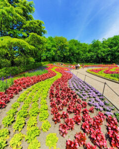 安城産業文化公園 デンパーク、6月の夏の花、愛知県安城市の観光・撮影スポットの画像と写真