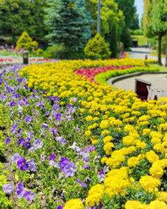 安城産業文化公園 デンパーク、6月の夏の花、愛知県安城市の観光・撮影スポットの画像と写真