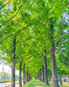 安城産業文化公園 デンパーク、メタセコイア、6月の夏の花、愛知県安城市の観光・撮影スポットの画像と写真
