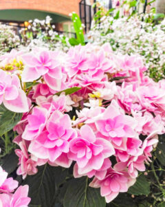 安城産業文化公園 デンパーク、6月の夏の花、愛知県安城市の観光・撮影スポットの画像と写真