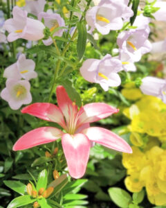 安城産業文化公園 デンパーク、6月の夏の花、愛知県安城市の観光・撮影スポットの画像と写真
