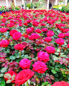 久屋大通庭園フラリエ、バラ、夏の花5月、名古屋市中区の観光・撮影スポットの名所