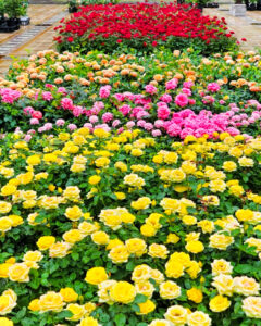 久屋大通庭園フラリエ、バラ、夏の花5月、名古屋市中区の観光・撮影スポットの名所
