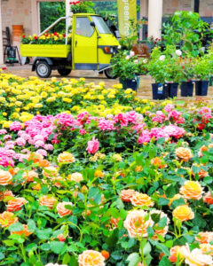 久屋大通庭園フラリエ、バラ、夏の花5月、名古屋市中区の観光・撮影スポットの名所