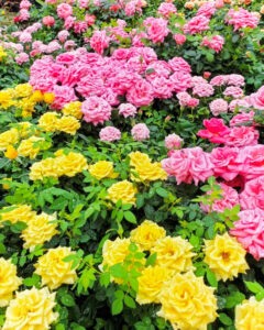 久屋大通庭園フラリエ、バラ、夏の花5月、名古屋市中区の観光・撮影スポットの名所