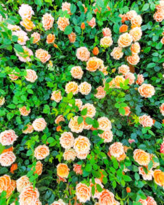 久屋大通庭園フラリエ、バラ、夏の花5月、名古屋市中区の観光・撮影スポットの名所