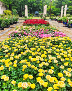 久屋大通庭園フラリエ、バラ、夏の花5月、名古屋市中区の観光・撮影スポットの名所