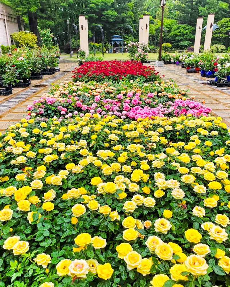 久屋大通庭園フラリエ、バラ、夏の花5月、名古屋市中区の観光・撮影スポットの名所