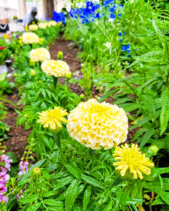 久屋大通庭園フラリエ、夏の花5月、名古屋市中区の観光・撮影スポットの名所