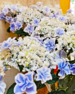 久屋大通庭園フラリエ、夏の花5月、名古屋市中区の観光・撮影スポットの名所