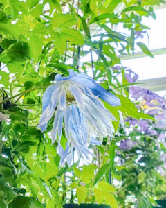 フラワーパーク江南、夏の花、愛知県江南市の観光・撮影スポットの名所