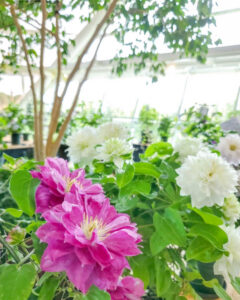 フラワーパーク江南、夏の花、愛知県江南市の観光・撮影スポットの名所