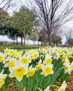 フラワーパーク江南、水仙、3月春の花、愛知県江南市の観光・撮影スポットの名所