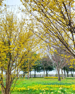 フラワーパーク江南、水仙、3月春の花、愛知県江南市の観光・撮影スポットの名所