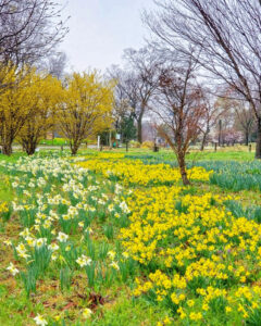 フラワーパーク江南、水仙、3月春の花、愛知県江南市の観光・撮影スポットの名所