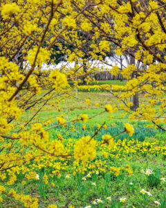 フラワーパーク江南、水仙、3月春の花、愛知県江南市の観光・撮影スポットの名所
