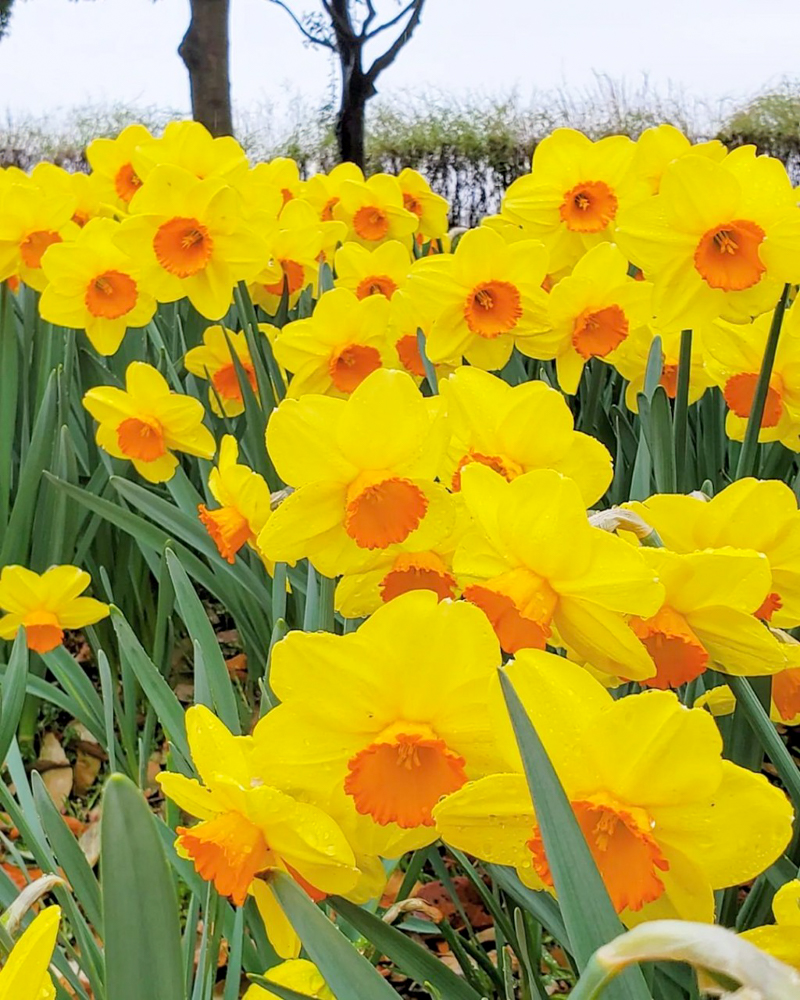 フラワーパーク江南、水仙、3月春の花、愛知県江南市の観光・撮影スポットの名所