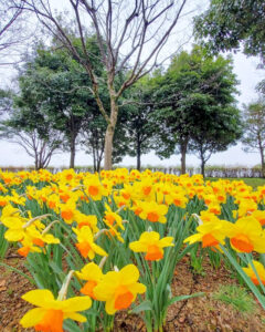 フラワーパーク江南、水仙、3月春の花、愛知県江南市の観光・撮影スポットの名所